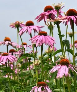 Magnus Echinacea