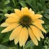 Mellow Yellows Echinacea -Outdoor Garden Care Shop echinacea purpurea mellow yellow
