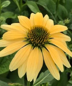 Mellow Yellows Echinacea