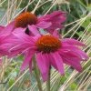 Ruby Star Echinacea -Outdoor Garden Care Shop echinacea purpurea rubinstern close up
