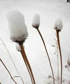Echinacea Purpurea -Outdoor Garden Care Shop echinacea purpurea snow covered 1