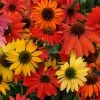 Cheyenne Spirit Echinacea -Outdoor Garden Care Shop echinacea cheyenne spirit