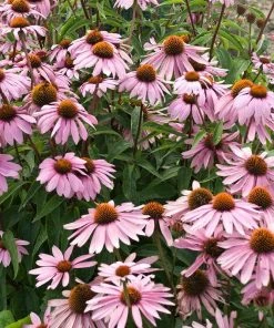 Magnus Echinacea -Outdoor Garden Care Shop echinacea magnus garden flowers 1