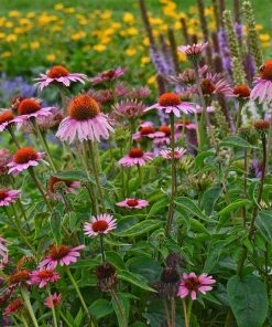 Magnus Echinacea -Outdoor Garden Care Shop echinacea magnus garden 1