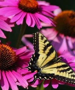 Ruby Star Echinacea -Outdoor Garden Care Shop echinacea purpurea rubinstern ruby star coneflower pollinator