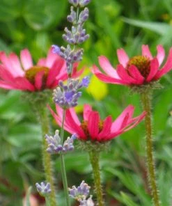 Rocky Top Echinacea