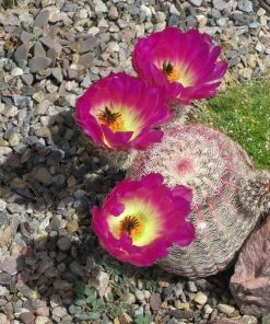 Rainbow Hedgehog Cactus -Outdoor Garden Care Shop echinocereus rigidissimus rainbow hedgehog cactus