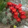 Scarlet Hedgehog Cactus (Echinocereus) -Outdoor Garden Care Shop echinocereus coccineus highest point on the ranch cropped