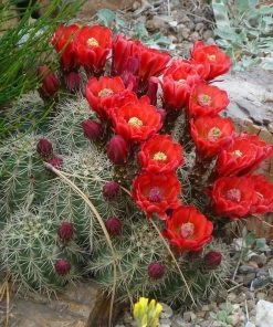 Scarlet Hedgehog Cactus (Echinocereus)