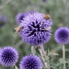 Butterfly & Bee-Friendly Collection For The West -Outdoor Garden Care Shop echinops blue glow sally guthart co 1