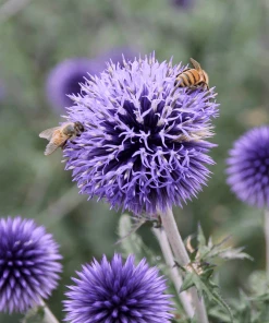 Butterfly & Bee-Friendly Collection For The West