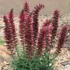 Red Feathers (Echium) -Outdoor Garden Care Shop echium amoenum bill adams