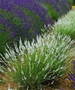 Edelweiss Lavender 7 Edelweiss Lavender -Outdoor Garden Care Shop edelweiss lavender pale lavender spikes 1
