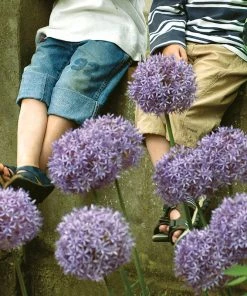 Gladiator Allium -Outdoor Garden Care Shop elbo36131 allium gladiator cropped