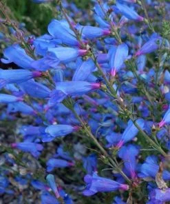 Electric Blue Penstemon -Outdoor Garden Care Shop electric blue penstemon 1