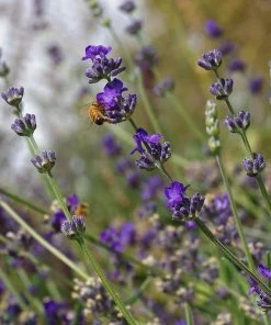 Buena Vista English Lavender