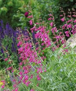 Coconino County Desert Penstemon 17 Coconino County Desert Penstemon -Outdoor Garden Care Shop emmis oure penstemon coconino county 3 cropped 1
