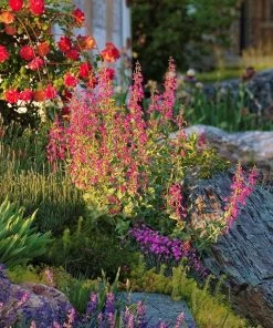 Coconino County Desert Penstemon 12 Coconino County Desert Penstemon -Outdoor Garden Care Shop emmis oure penstemon coconino county 6 cropped 1