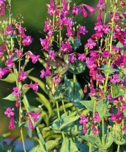 Coconino County Desert Penstemon 13 Coconino County Desert Penstemon -Outdoor Garden Care Shop emmis oure penstemon coconino county 7 cropped 2