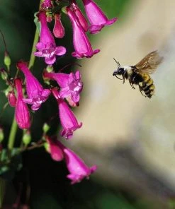 Coconino County Desert Penstemon 14 Coconino County Desert Penstemon -Outdoor Garden Care Shop emmis oure penstemon coconino county with bee cropped 1