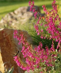 Coconino County Desert Penstemon 16 Coconino County Desert Penstemon -Outdoor Garden Care Shop emmis oure penstemon coconino county with cats and hummingbird cropped 1