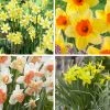 Endless Daffodil Bulb Collection -Outdoor Garden Care Shop endless daffodil fall flower bulb collection