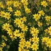Engelmann's Daisy (Engelmannia) -Outdoor Garden Care Shop engelmannia peristenia pat hayward