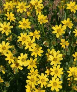 Engelmann's Daisy (Engelmannia)