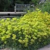 Kannah Creek® Sulphur Buckwheat -Outdoor Garden Care Shop eriogonum umbellatum kanah creek 5