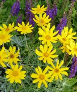 Takilma Gold Oregon Sunshine (Eriophyllum)