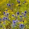 Blue Glitter Sea Holly (Eryngium) -Outdoor Garden Care Shop eryngium blue glitter web