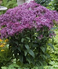 Baby Joe Joe Pye Weed (Eupatorium)