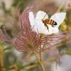 Apache Plume (Fallugia) 2 Apache Plume (Fallugia) -Outdoor Garden Care Shop fallugia paradoxa bee seed head cropped