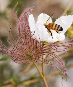 Outdoor Garden Care Shop 33 Apache Plume (Fallugia)