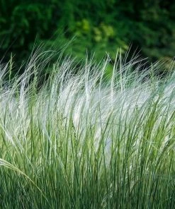 Western Trails Native Grass Seed Mix 13 Western Trails Native Grass Seed Mix -Outdoor Garden Care Shop feather grass stipa needle grass cropped 2