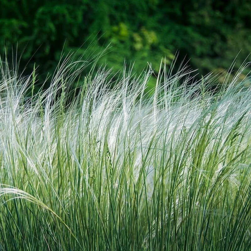 Western Trails Native Grass Seed Mix 6 Western Trails Native Grass Seed Mix - Image 4