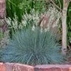 Siskiyou Blue Fescue Grass 1 Siskiyou Blue Fescue Grass -Outdoor Garden Care Shop festuca idahoensis siskiyou blue 4