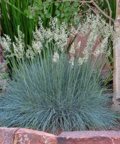 Siskiyou Blue Fescue Grass