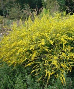 Fireworks Goldenrod (Solidago) -Outdoor Garden Care Shop firework solidago