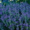 First Choice Caryopteris -Outdoor Garden Care Shop first choice blue mist spirea 30717 1