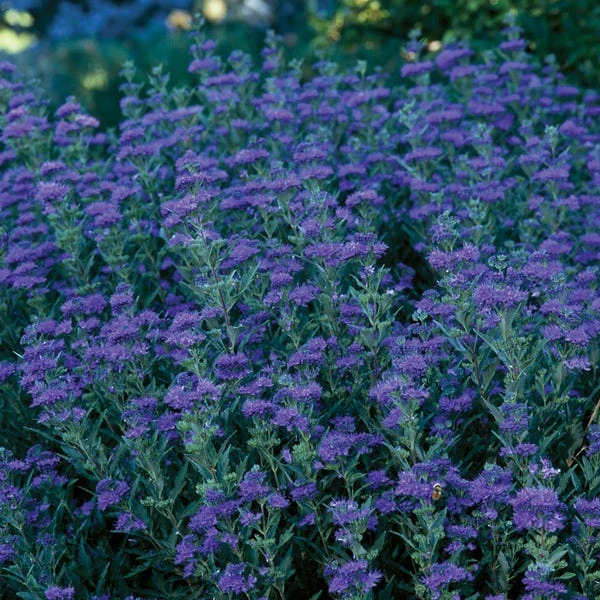First Choice Caryopteris 3 First Choice Caryopteris