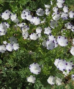 Outdoor Garden Care Shop -Outdoor Garden Care Shop five spot