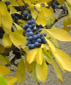 Berry Girl New Mexico Privet -Outdoor Garden Care Shop forestiera neomexicana fall foliage and fruit 52550 1