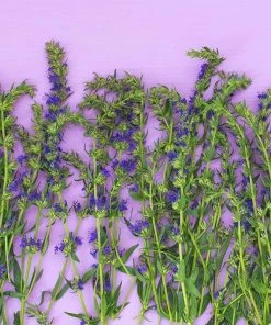 Blue Hyssop (Hyssopus) -Outdoor Garden Care Shop fresh hyssop hyssopus officinalis 1