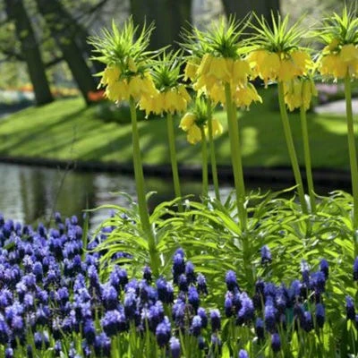 Yellow Crown Imperial 5 Yellow Crown Imperial - Image 3