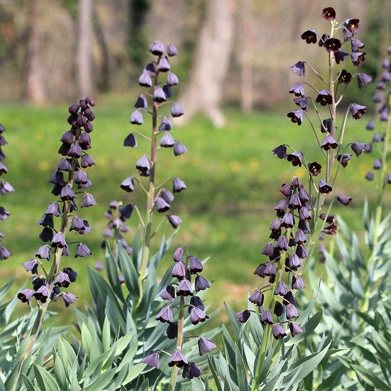 Persian Lily 3 Persian Lily - Image 2