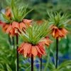 Red Crown Imperial 2 Red Crown Imperial -Outdoor Garden Care Shop fritillariared 1
