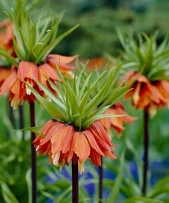 Red Crown Imperial