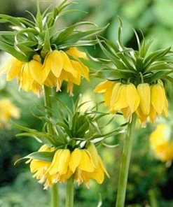 Yellow Crown Imperial 12 Yellow Crown Imperial -Outdoor Garden Care Shop fritillariayellow1 1