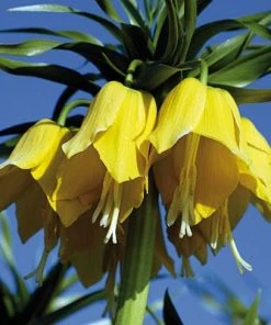 Yellow Crown Imperial 11 Yellow Crown Imperial -Outdoor Garden Care Shop fritillariayellow 1